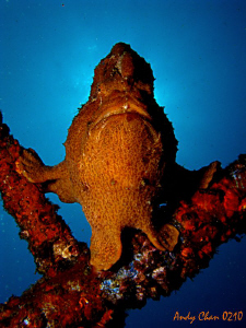 Froggy - Padang Bai, Bali by Andy Chan 